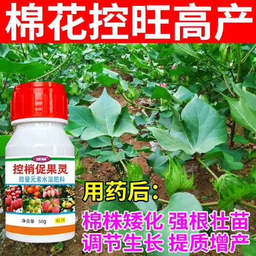 栾川县棉花控旺药棉花矮壮素上桃快控稍促长保花保桃控旺整枝棉桃膨大