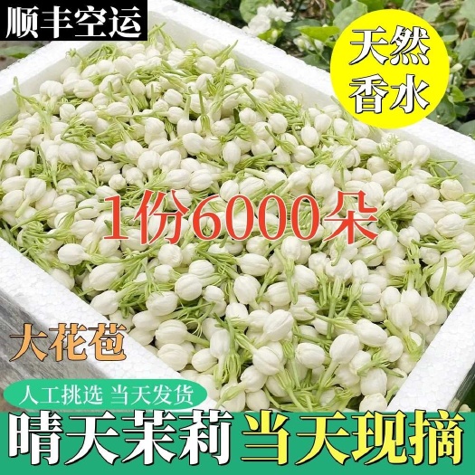 横县重瓣茉莉花鲜花苞茉莉手串香包当日采摘晴天鲜花苞顺丰发货