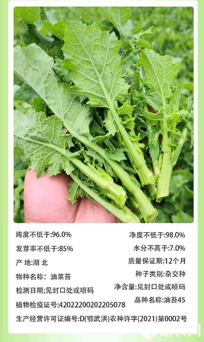 油苔45油菜苔种子早熟45天耐热耐湿丰产抗病适应性广