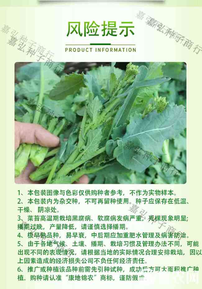 油苔45油菜苔种子早熟45天耐热耐湿丰产抗病适应性广