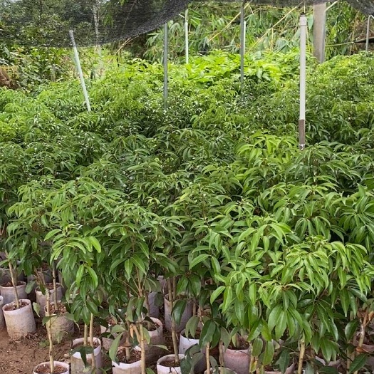 灵山县荔枝王新苗规格齐全现货供应