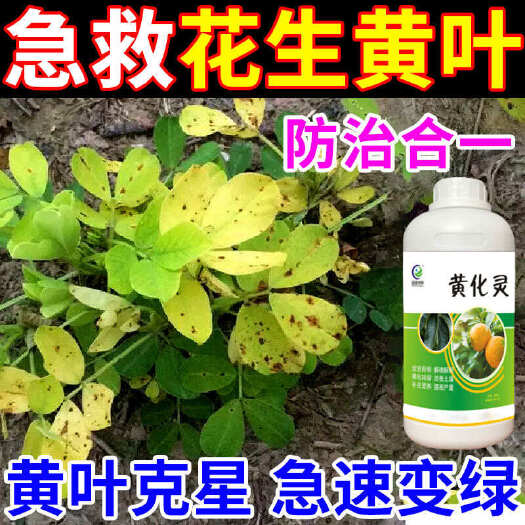 花生病全治专打花生黄叶黄化病黄矮病叶斑病一喷绿黄化灵大瓶