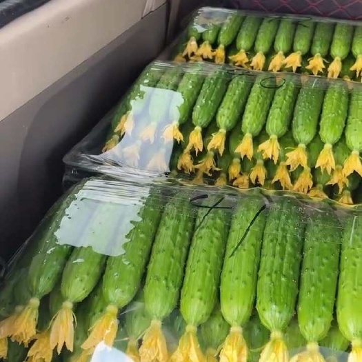 绥中县精品旱黄瓜，货源充足，适合各大批发市场，商场，超市