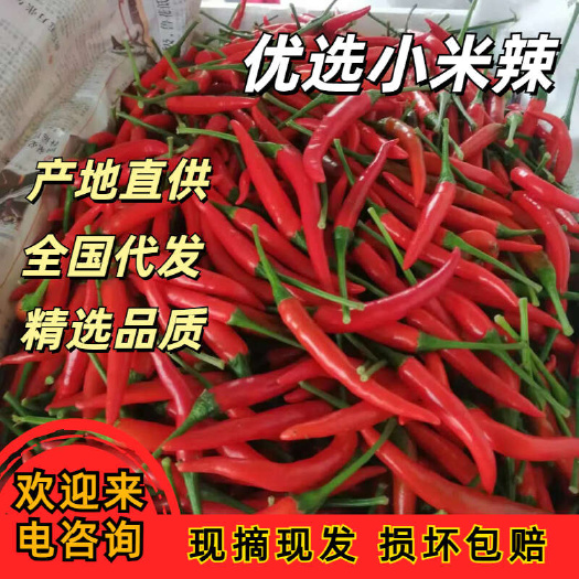 小米椒常年产地直供,市场货电商货,一手货源质量三包。全国代发