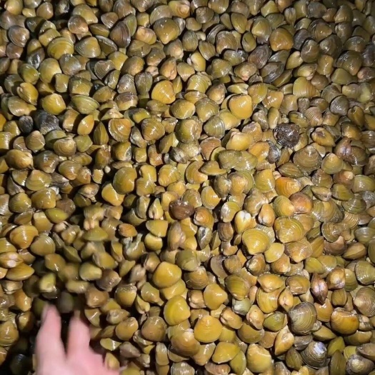 北海江蚬 江螺