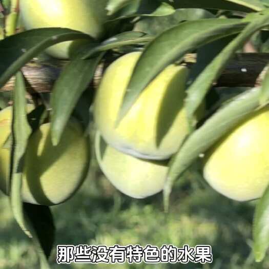 眉山亲爱李（晚熟蜂糖李）