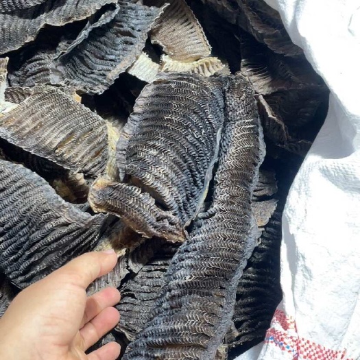 北海鱼腮干货批发彭鱼腮淡干足干
