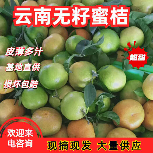 华宁县2024新鲜上市无籽蜜桔柑橘 青皮云南蜜橘皮薄多汁味甜