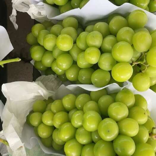 宁波阳光玫瑰葡萄