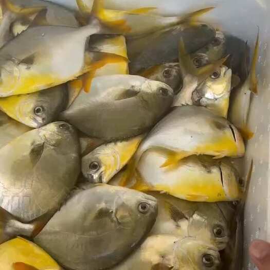 珠海小金鲳鱼