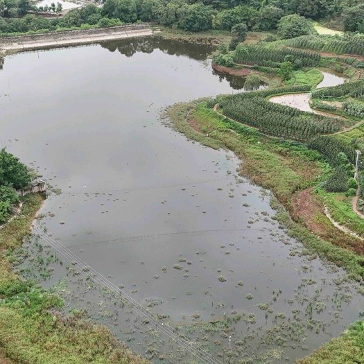 重庆九龙坡70亩水库出租1200一亩
