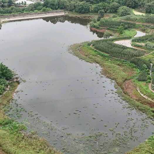 重庆市重庆九龙坡70亩水库出租1200一亩