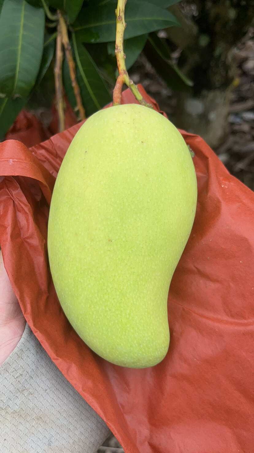 廣西百色芒果特產(chǎn)