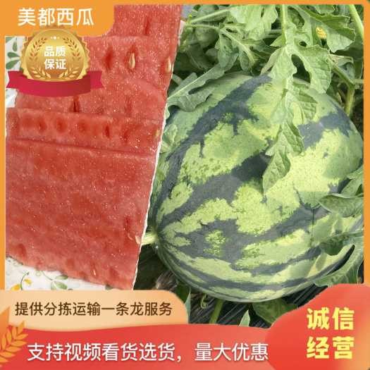 甘肃精品美都西瓜【台农基地】基地直发验瓜打包发车一条路