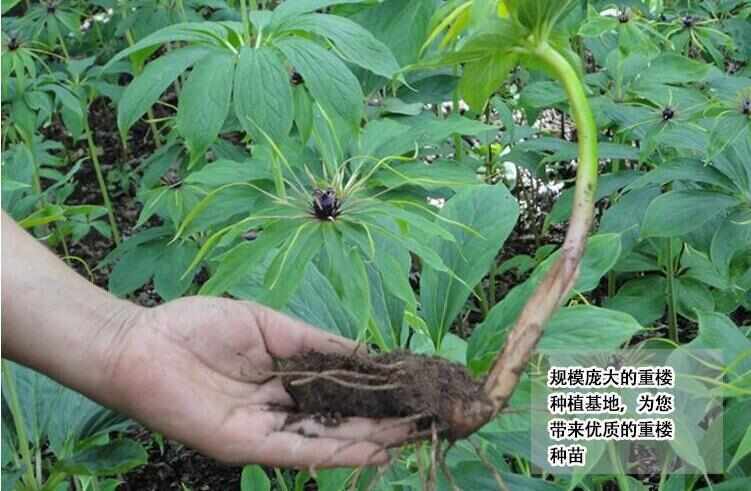 仁寿县重楼种苗