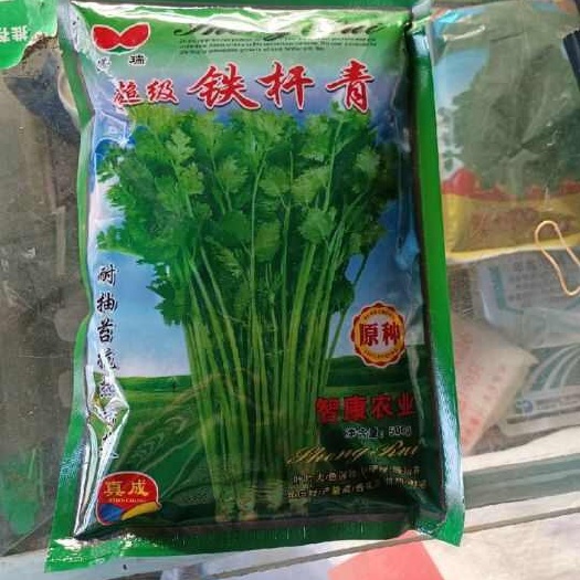 铁杆青中叶香菜种子