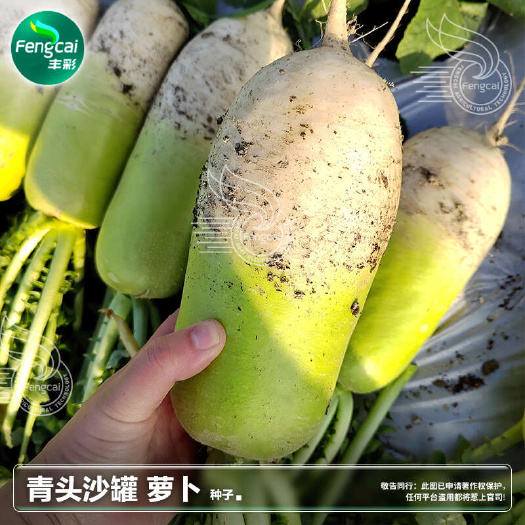 青头沙罐萝卜种子 肉白色 商品性好 较耐寒 宜秋冬种植