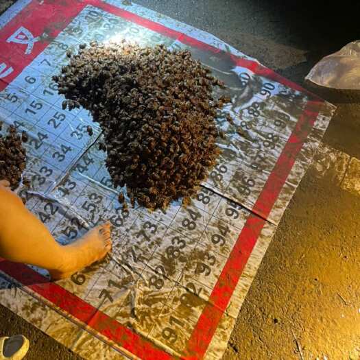 鄢陵县大量新鲜金蝉走货，需要的老板请联系