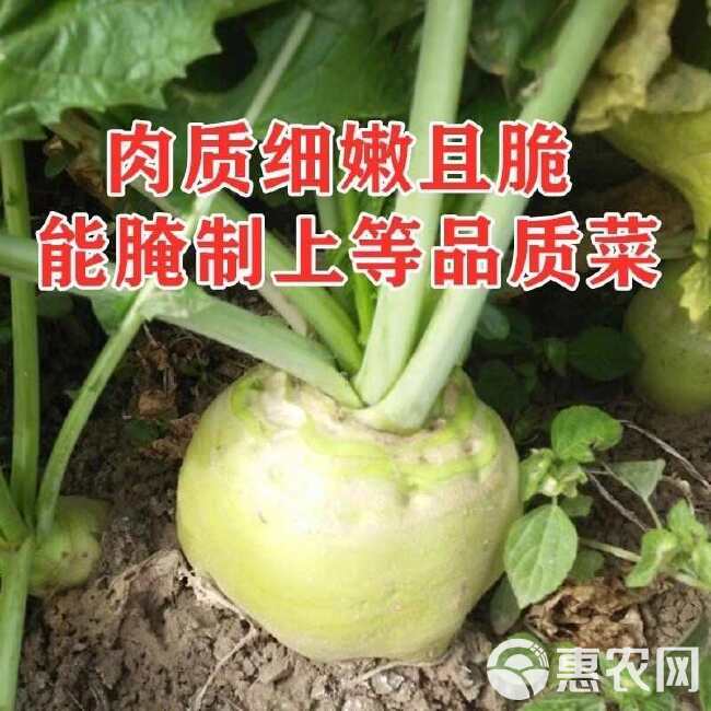 狮子头辣疙瘩芥菜种子 辣味浓 抗病 肉质细嫩且脆