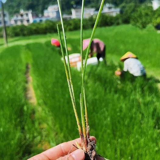 荸荠种苗广西桂林荔浦马蹄苗桂蹄3号种子苗水果马蹄苗