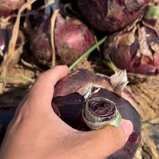 红皮洋葱