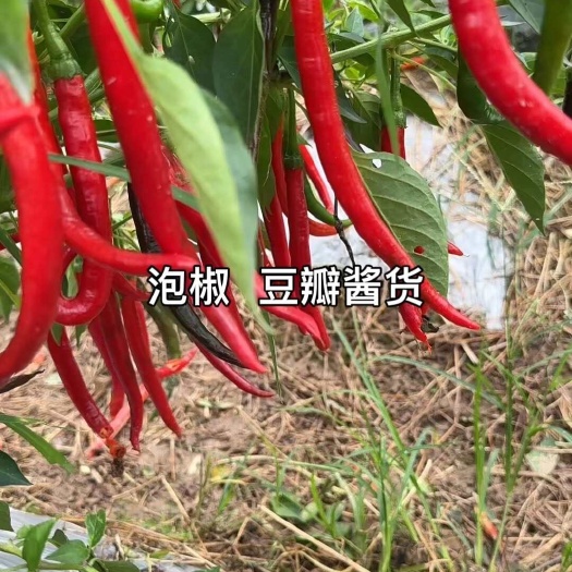 眉山泡椒 豆瓣酱货