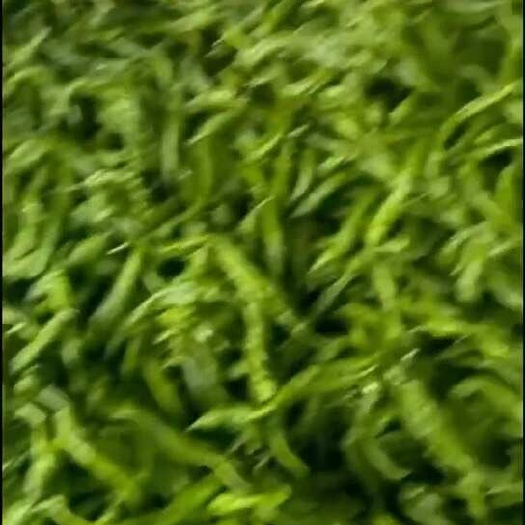 定边县螺丝椒