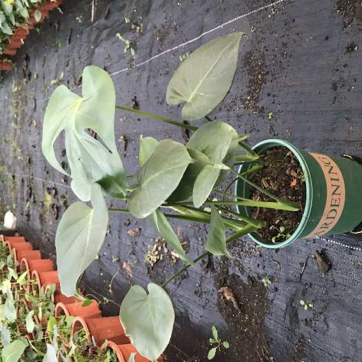 南宁【基地清仓】优惠龟背竹观叶植物大型盆栽绿植水培盆景美化空气