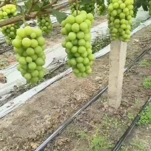 眉山彭山阳光玫瑰纯甜无酸味，香味浓郁 颜色金黄，欢迎代办.电商