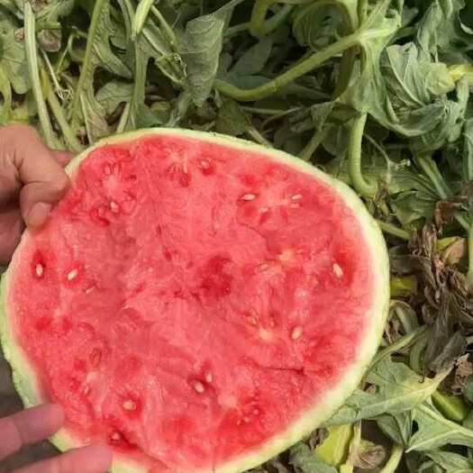 蔚县西瓜