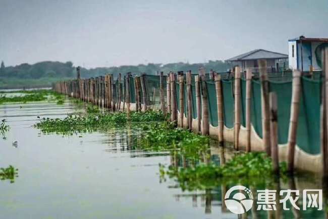 精品阳澄湖镇镇镇镇镇大闸蟹 产地直发 顺丰冷链新鲜到家 精品