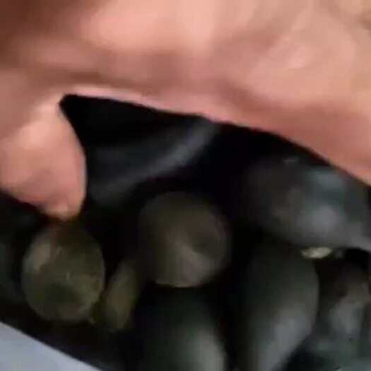 福贡县乌灵参
