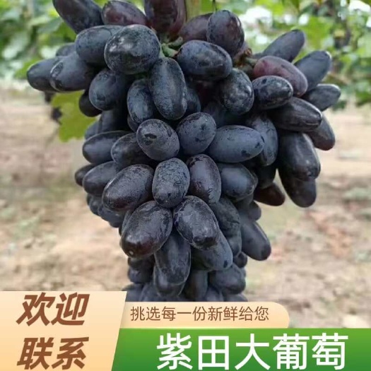 晋州市无核白葡萄  A17紫翠无核，紫甜大葡萄，大量上市，量大从优
