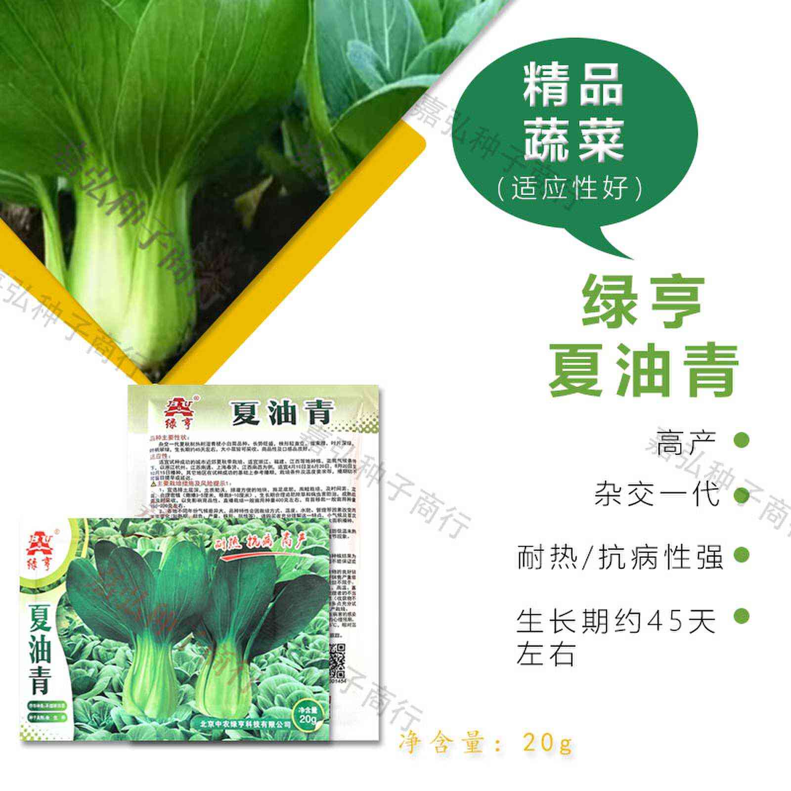 绿亨杂交一代夏秋耐热耐湿青梗小白菜 株形直立 生长期约45天