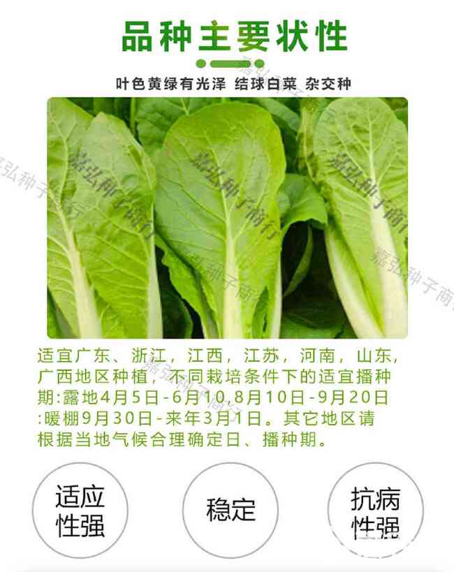 正苑四季快菜籽 可做苗菜、小颗菜和大菜种植 生长速度快适应性