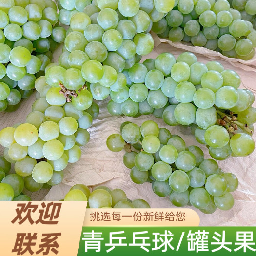 晋州市8611葡萄，罐头葡萄，青葡萄，青乒乓球，海量货源，产地直发