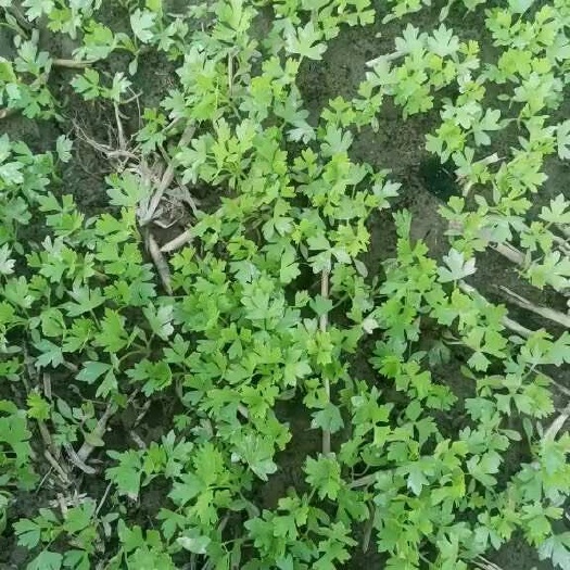 商河县优质芹菜苗，八月十五号有苗