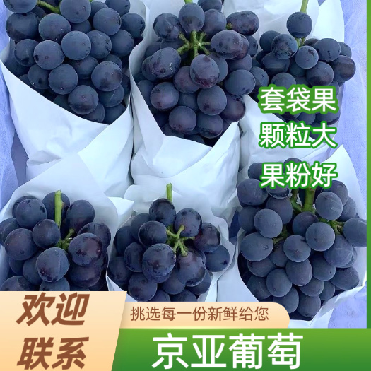 晋州市京亚葡萄，140葡萄，河北京亚葡萄，套袋果，颗粒大，果粉好