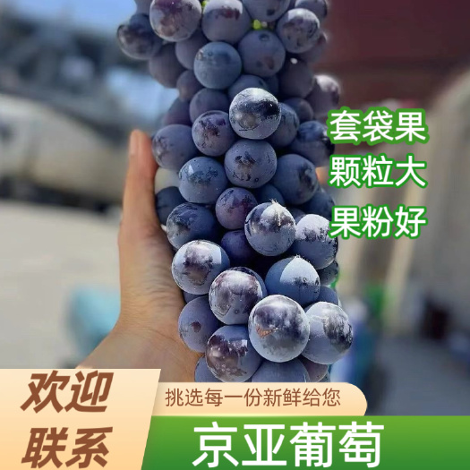 晋州市京亚葡萄，河北精品葡萄，新鲜水果，万亩葡萄基地
