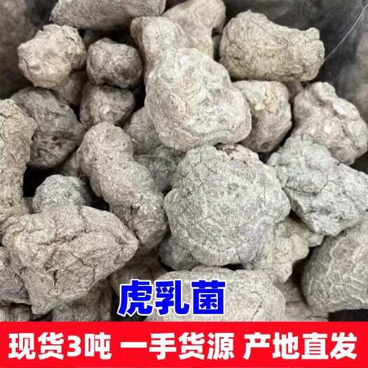 马来西亚虎乳菌 虎乳菇整个批发 切片虎奶菌