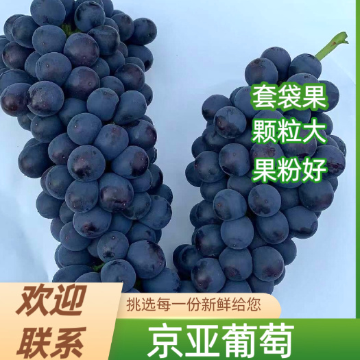 晋州市京亚葡萄热卖中，河北葡萄，石家庄，晋州代办。一手货源。诚信经