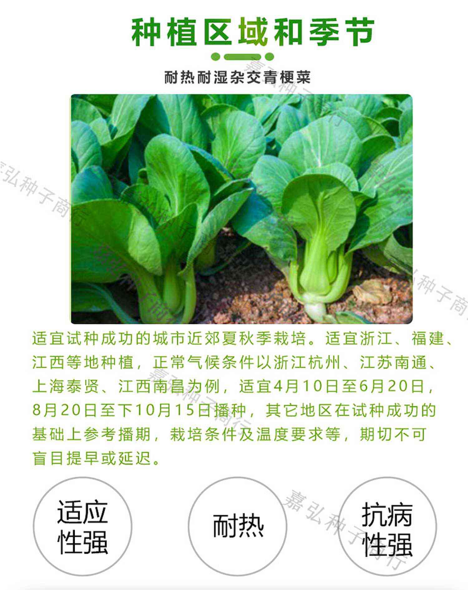 绿亨杂交一代夏秋耐热耐湿青梗小白菜 株形直立 生长期约45天