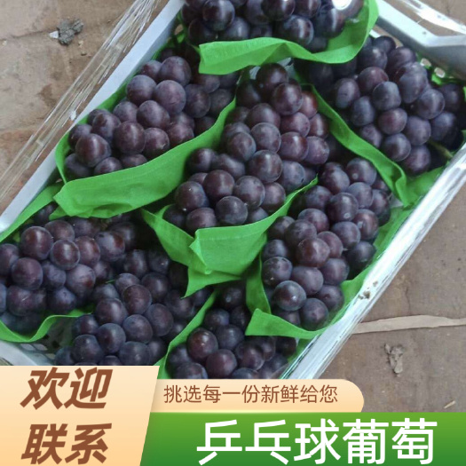 晋州市乒乓球葡萄  河北套袋藤稔热卖中
