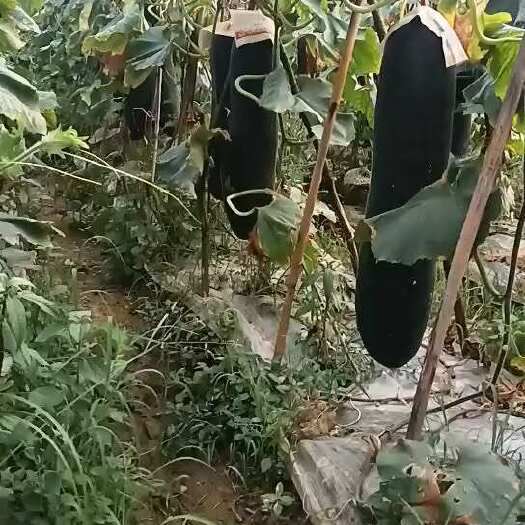 桂林冬瓜大量有货