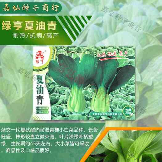义乌市绿亨杂交一代夏秋耐热耐湿青梗小白菜 株形直立 生长期约45天