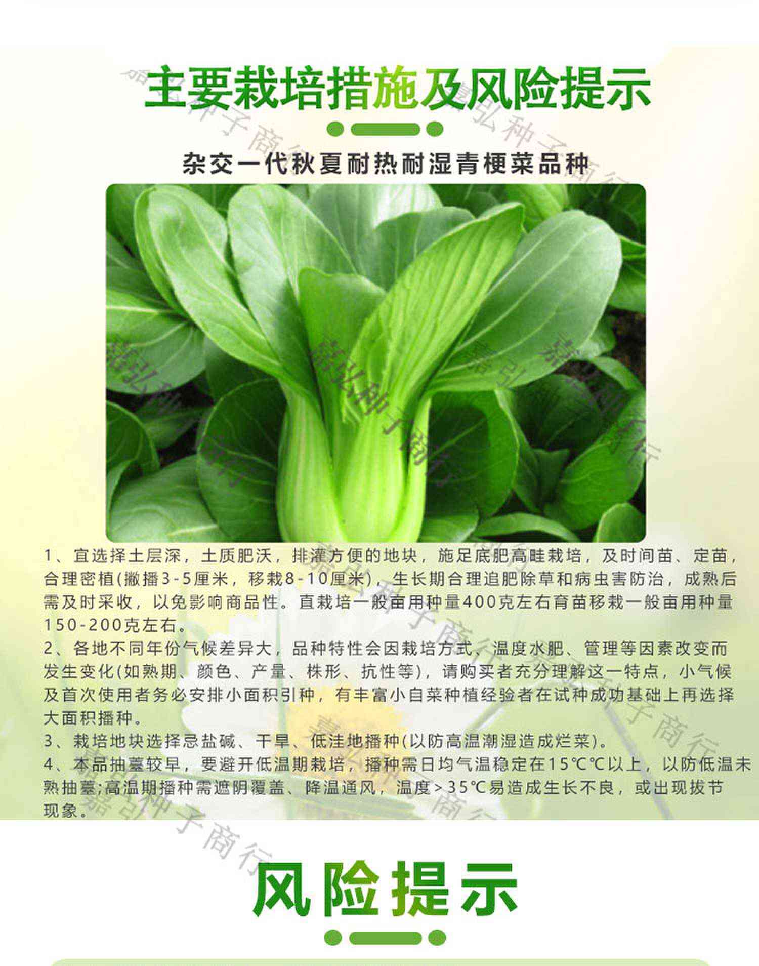绿亨杂交一代夏秋耐热耐湿青梗小白菜 株形直立 生长期约45天