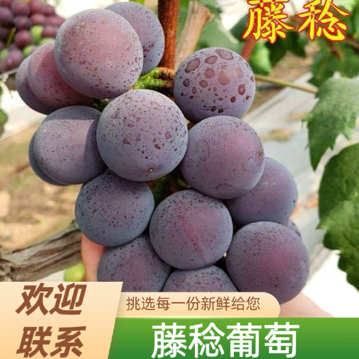 晋州市藤稔葡萄，乒乓球葡萄，河北大葡萄，套袋果，果粉好