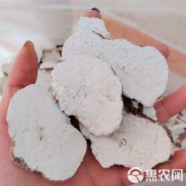 虎乳菌虎乳灵芝虎奶菇产地直发大量现货一手货源