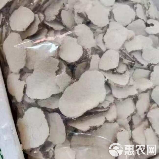 虎乳菌虎乳灵芝虎奶菇产地直发大量现货一手货源