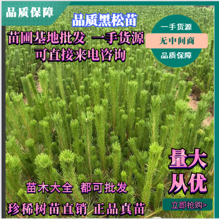 基地直供黑松苗 黑松 黑松苗木黑松苗木大量供应价格优惠